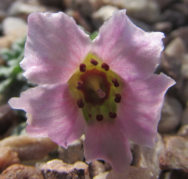 Saxifraga 'Irene Bacci' 